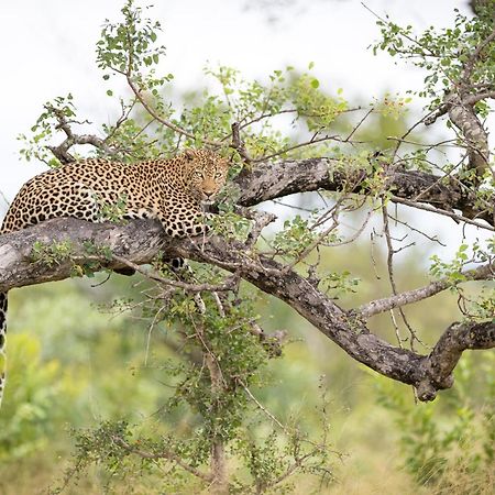 Serondella Safari Lodge Wildreservat Thornybush Exterior foto
