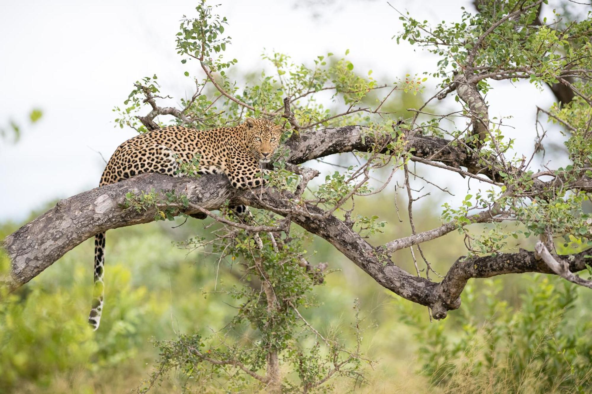 Serondella Safari Lodge Wildreservat Thornybush Exterior foto