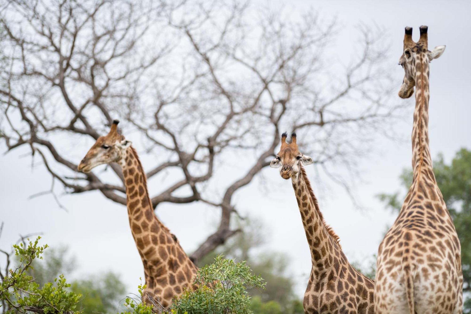 Serondella Safari Lodge Wildreservat Thornybush Exterior foto