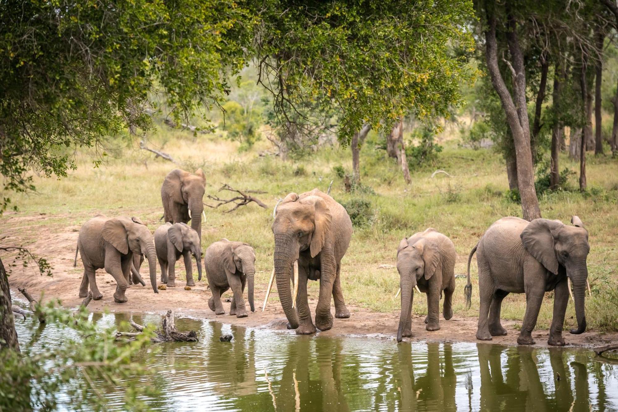 Serondella Safari Lodge Wildreservat Thornybush Exterior foto